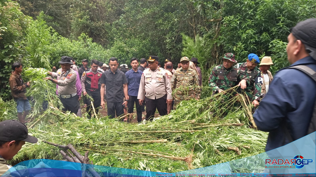 Polres Tanah Karo Bongkar Ladang Ganja di Perbukitan Pancur Batu, 400 Batang Tanaman Dimusnahkan